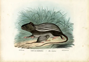 Gestreifte Maus, 1863-79